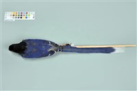 臺灣藍鵲藏品圖，第12張